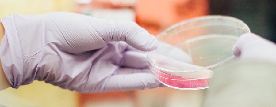 Gloved hand holding a petri dish.